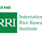 Senior Scientist I at International Rice Research Institute (IRRI) March 2024,