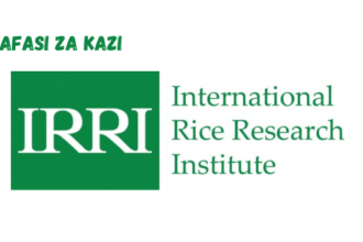 Senior Scientist I at International Rice Research Institute (IRRI) March 2024,