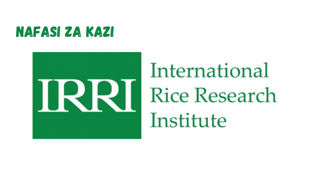 Senior Scientist I at International Rice Research Institute (IRRI) March 2024,